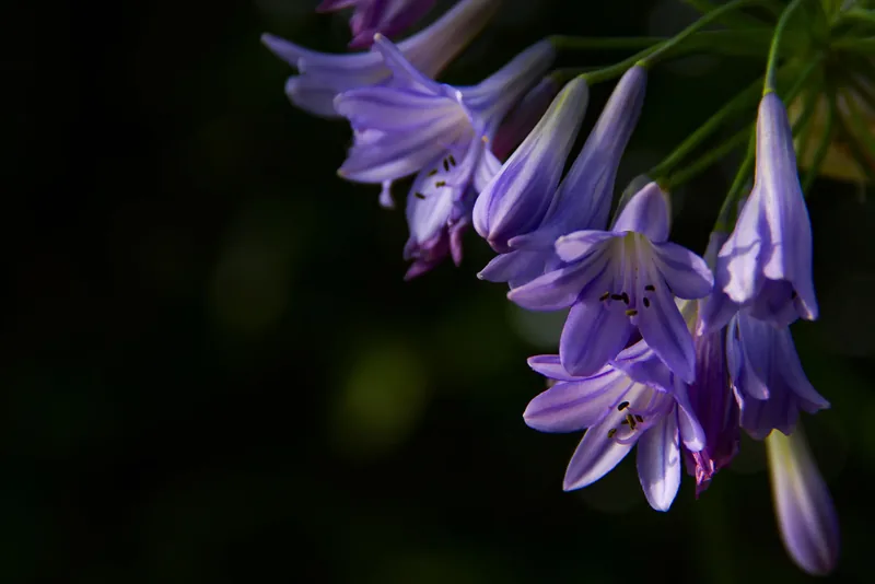 Pastel Bells