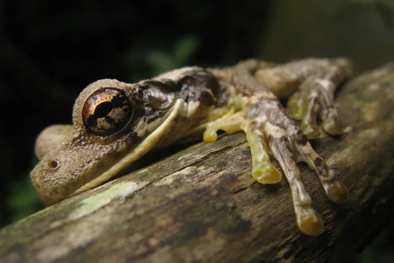 Frog Siesta