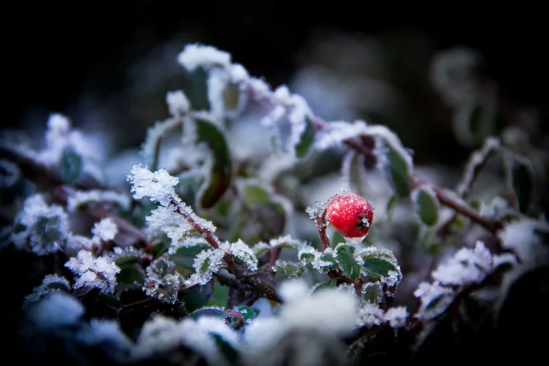 Frozen Bauble