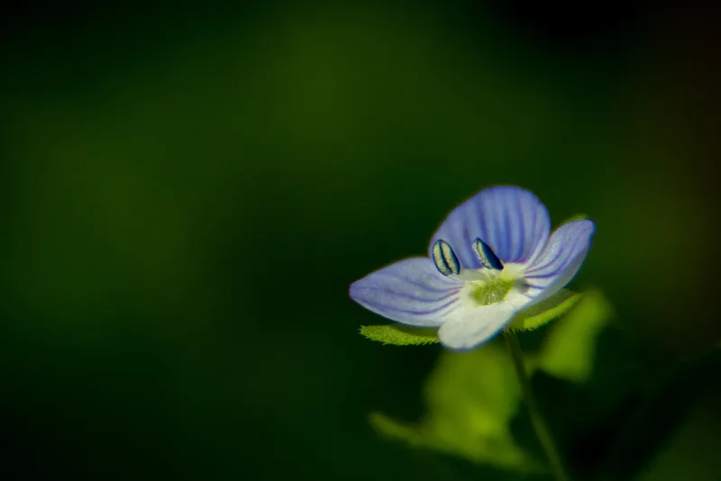 Little Blue